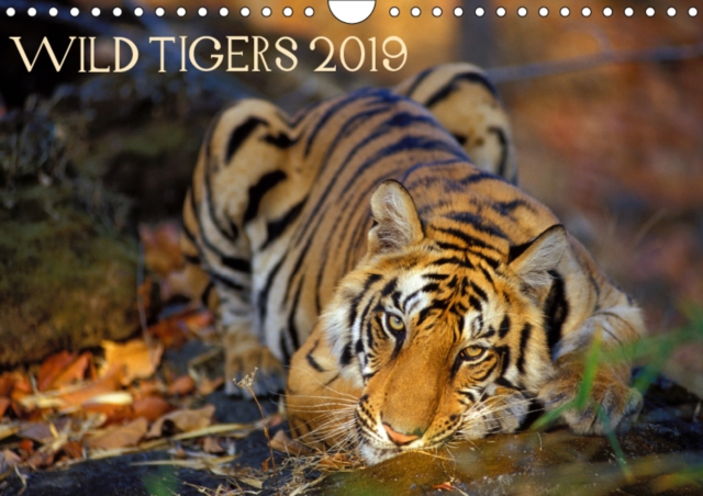 Wild Tigers 2019 2019 : Stunning images of wild tigers in India, Calendar Book