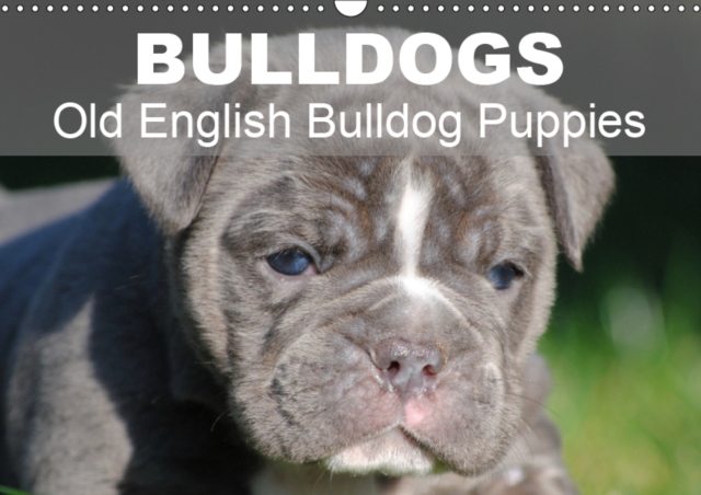 Bulldogs - Old English Bulldog Puppies 2019 : Beautiful bulldog puppies in the sun, Calendar Book