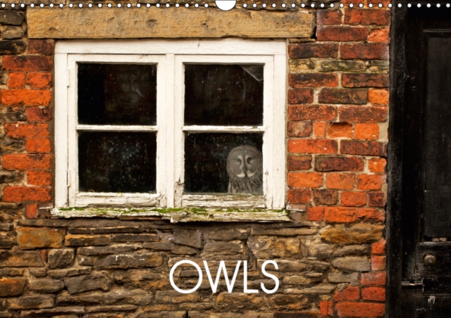 Owls 2019 : Owl photography, Calendar Book