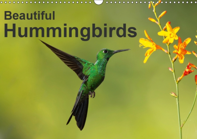Beautiful Hummingbirds 2019 : Nice images that capture the beauty of these tiny creatures., Calendar Book