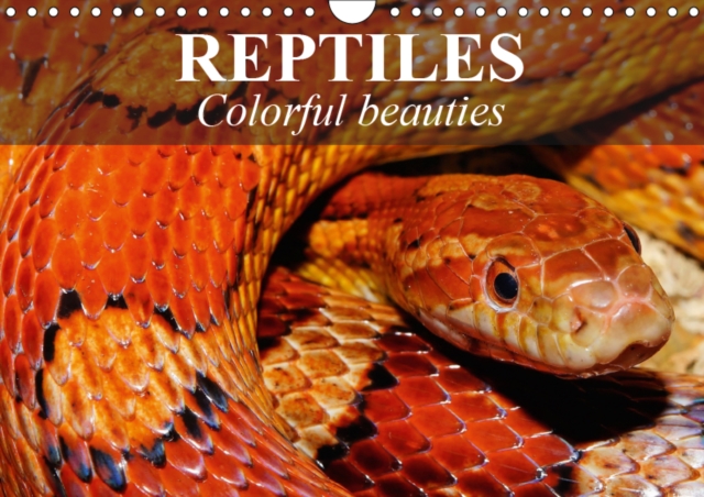 Reptiles Colorful beauties 2019 : Cold-blooded beauties, Calendar Book