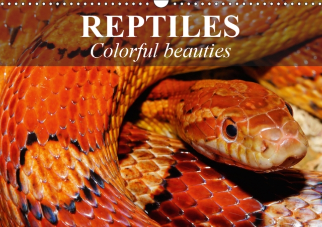 Reptiles Colorful beauties 2019 : Cold-blooded beauties, Calendar Book