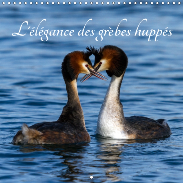 L'elegance des grebes huppes 2019 : Les grebes huppes, une beaute de la nature !, Calendar Book