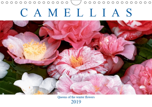 Camellias 2019 : Queens of the winter flowers, Calendar Book