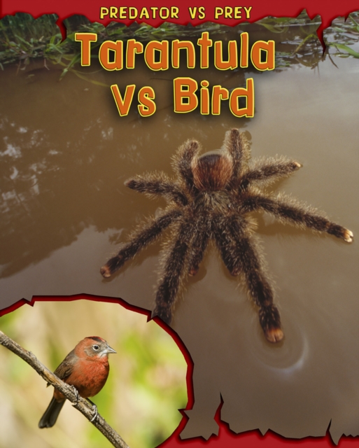 Tarantula vs Bird, Paperback / softback Book