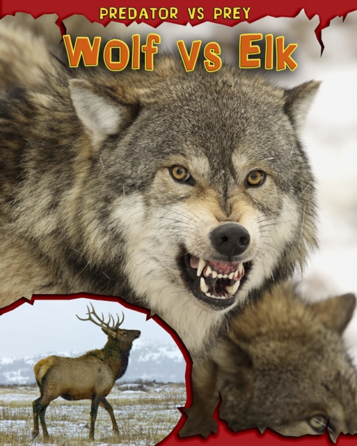 Wolf vs Elk, Paperback / softback Book