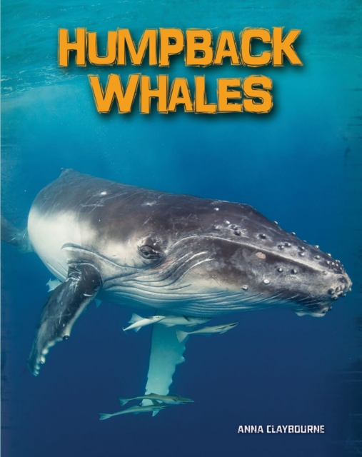 Humpback Whales, Hardback Book