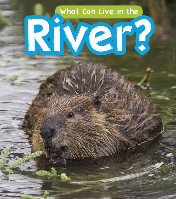What Can Live in a River?, Hardback Book