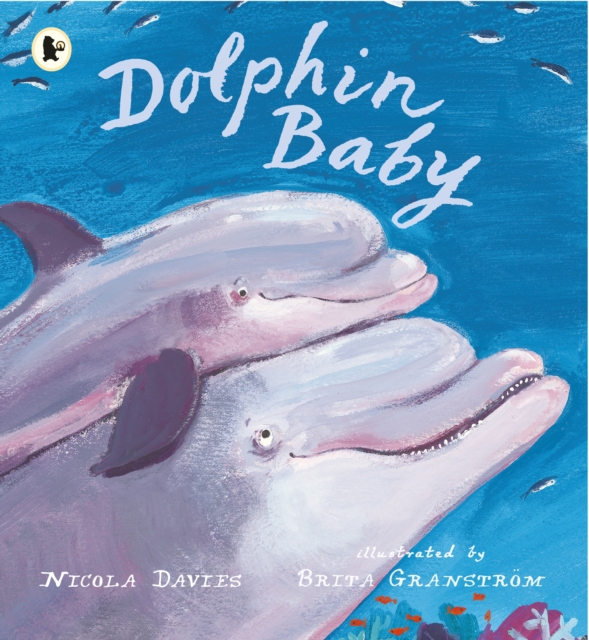 Dolphin Baby, Paperback / softback Book