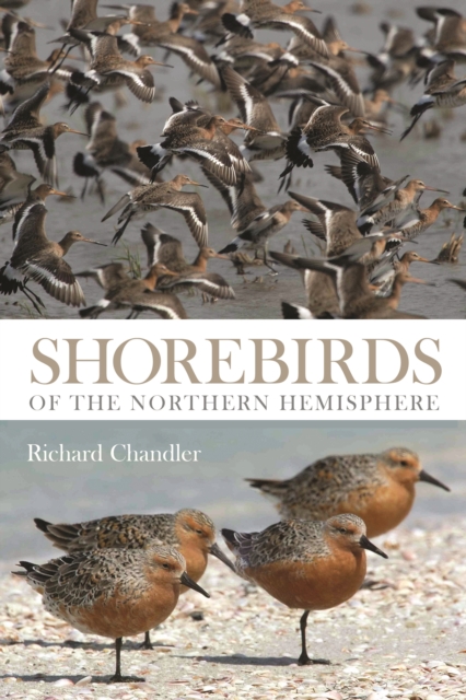 Shorebirds of the Northern Hemisphere, Paperback / softback Book
