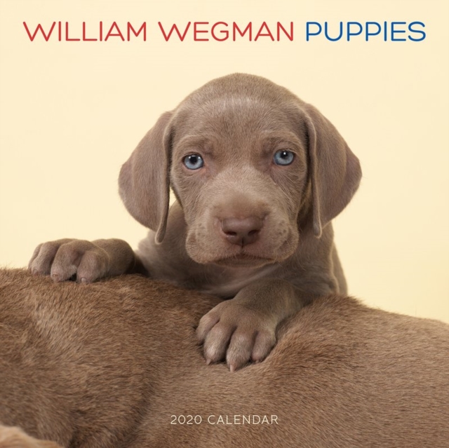 William Wegman Puppies 2020 Wall Calendar, Calendar Book