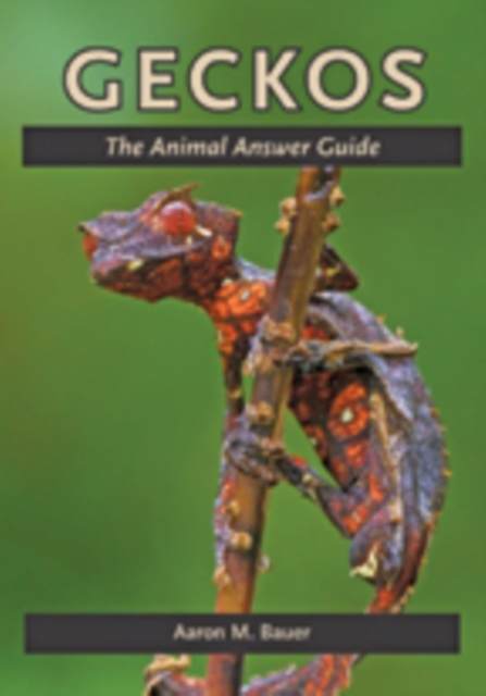 Geckos : The Animal Answer Guide, Hardback Book