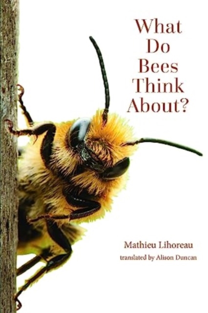 What Do Bees Think About?, Paperback / softback Book