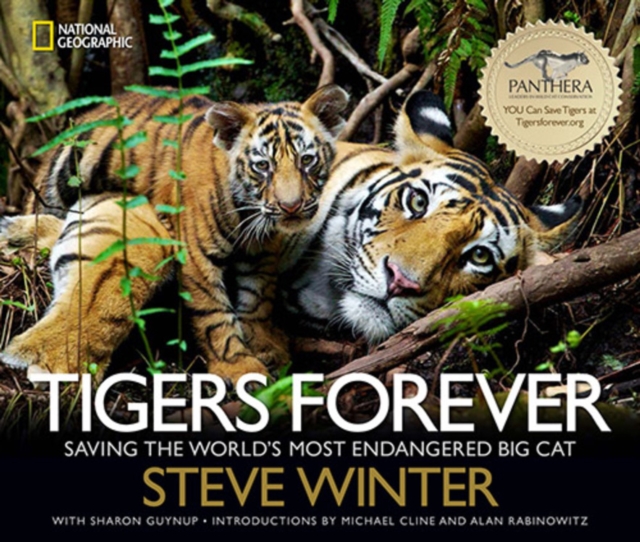 Tigers Forever : Saving the World's Most Endangered Big Cat, Hardback Book