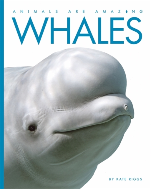 Animals Are Amazing: Whales, Hardback Book