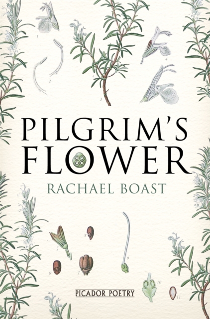 Pilgrim's Flower, Paperback / softback Book