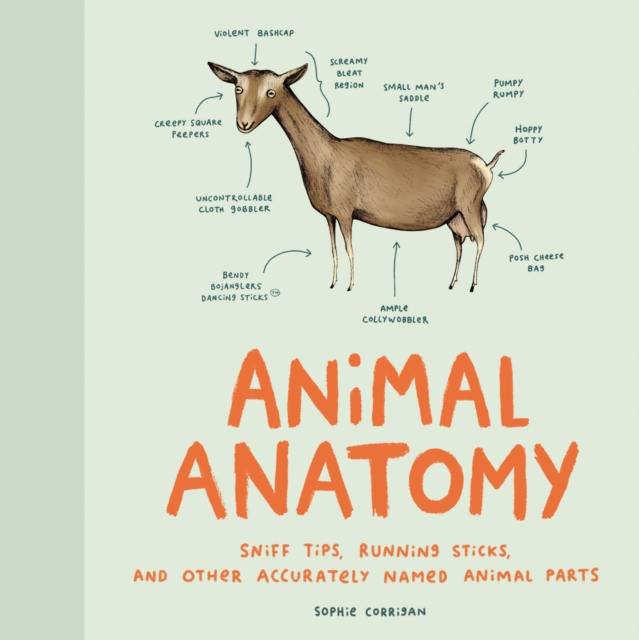 Animal Anatomy, Hardback Book