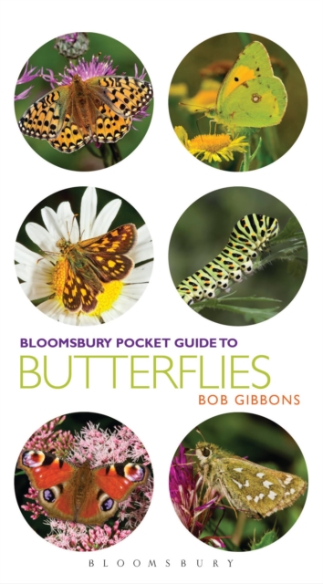 Pocket Guide to Butterflies, Paperback / softback Book