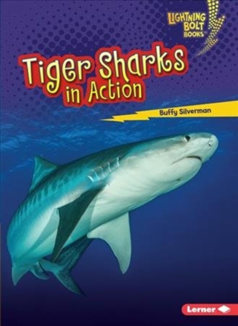 Tiger Sharks in Action, Paperback / softback Book