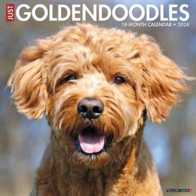 Just Goldendoodles 2024 12 X 12 Wall Calendar, Calendar Book