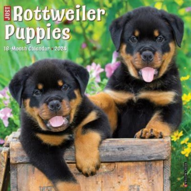 Just Rottweiler Puppies 2024 12 X 12 Wall Calendar, Calendar Book