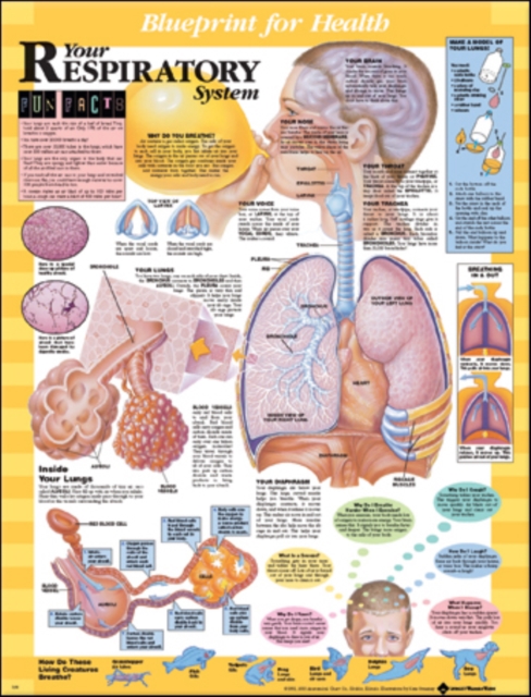 Blueprint for Health Your Respiratory System Chart, Wallchart Book