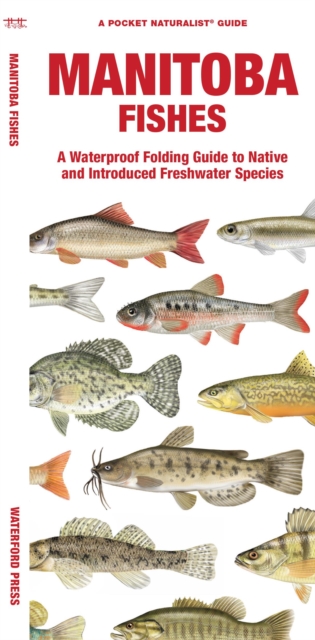Manitoba Fishes : A Waterproof Folding Guide to Native and Introduced Freshwater Species, Pamphlet Book