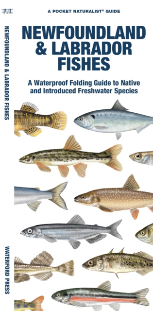 Newfoundland & Labrador Fishes : A Waterproof Folding Guide to Native and Introduced Freshwater Species, Pamphlet Book