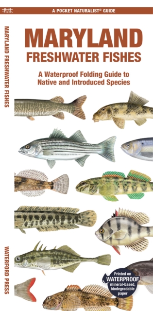 Maryland Freshwater Fishes : A Waterproof Folding Guide to Native and Introduced Species, Pamphlet Book