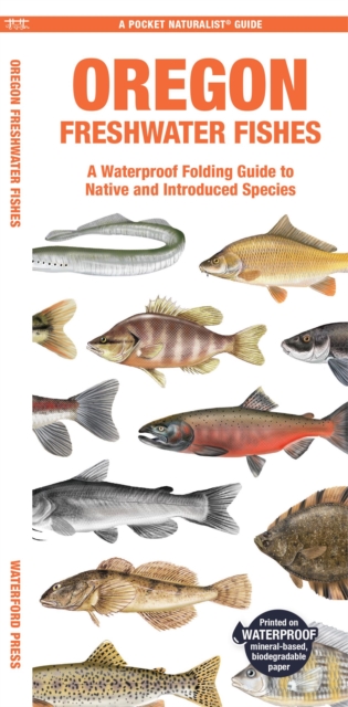 Oregon Freshwater Fishes : A Waterproof Folding Guide to Native and Introduced Species, Pamphlet Book