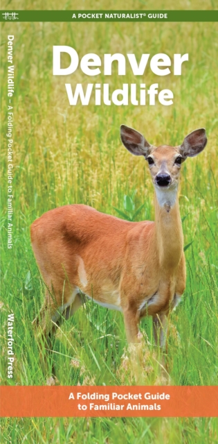 Denver Wildlife : A Folding Pocket Guide to Familiar Animals, Pamphlet Book