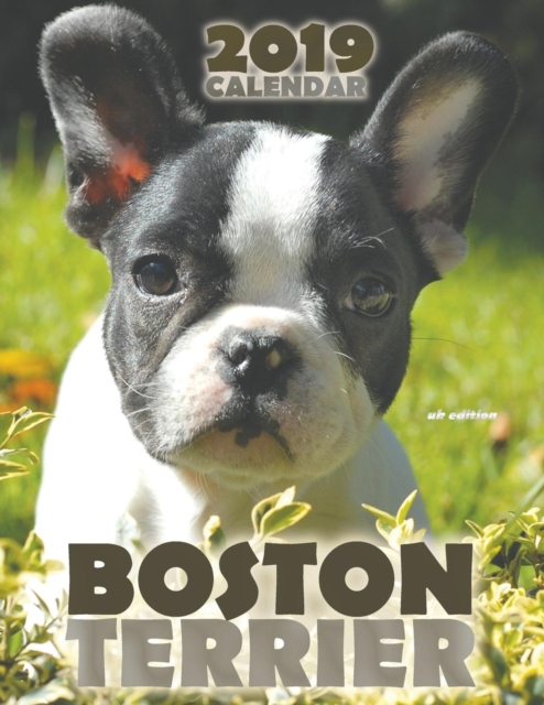 Boston Terrier 2019 Calendar (UK Edition), Paperback / softback Book