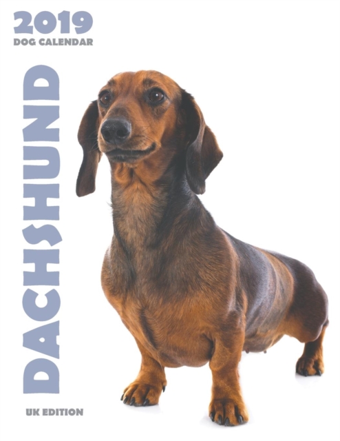 Dachshund 2019 Dog Calendar (UK Edition), Paperback / softback Book