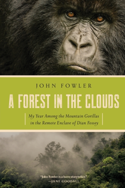 A Forest in the Clouds : My Year Among the Mountain Gorillas in the Remote Enclave of Dian Fossey, Paperback / softback Book