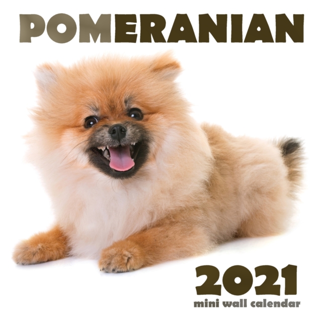 Pomeranian 2021 Mini Wall Calendar, Paperback / softback Book