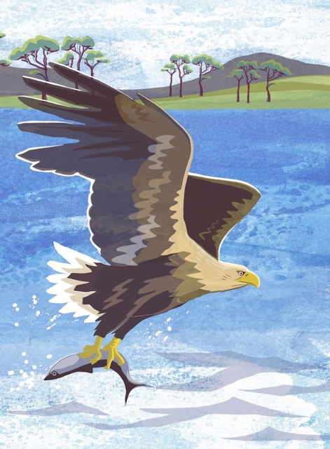 Nature Notebook: Sea Eagle, Notebook / blank book Book