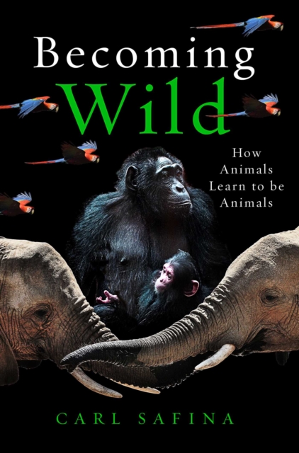 Becoming Wild : How Animals Learn to be Animals, EPUB eBook