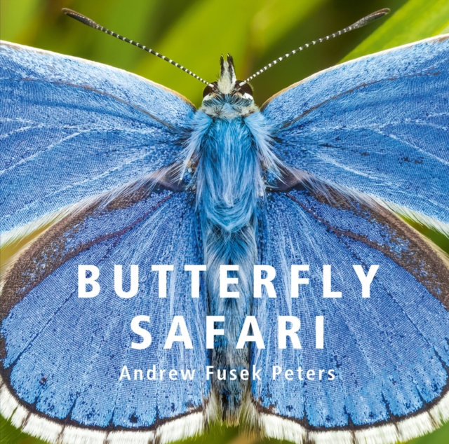 Butterfly Safari, Hardback Book