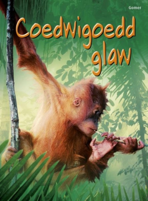 Cyfres Dechrau Da: Coedwigoedd Glaw, Hardback Book
