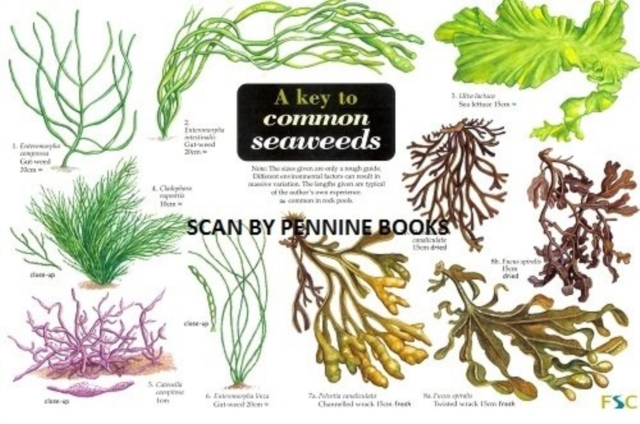 A Key to Common Seaweeds, Hardback Book