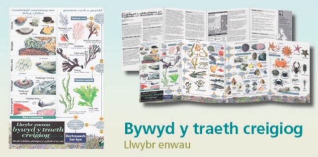 Llwybr Enwau Bywyd Y Traeth Creigiog, Hardback Book