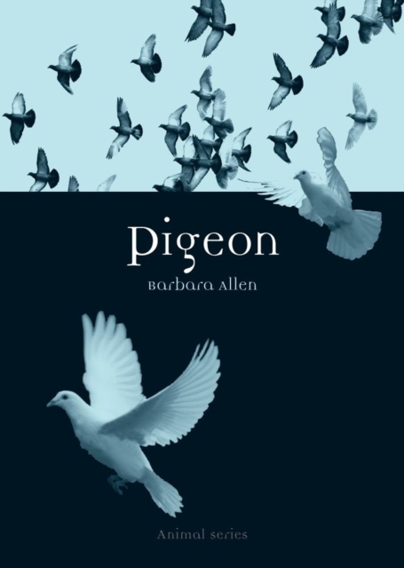 Pigeon, Paperback / softback Book