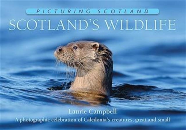 Scotland's Wildlife: Picturing Scotland : A photographic celebration of Caledonia's creatures, great and small, Hardback Book