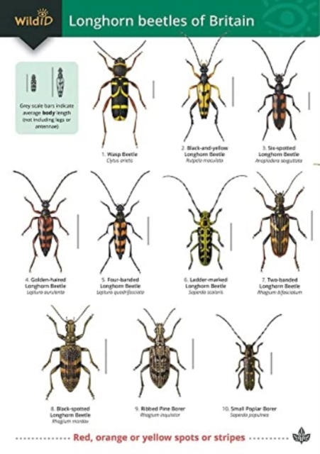 Guide to longhorn beetles of Britain, Paperback / softback Book