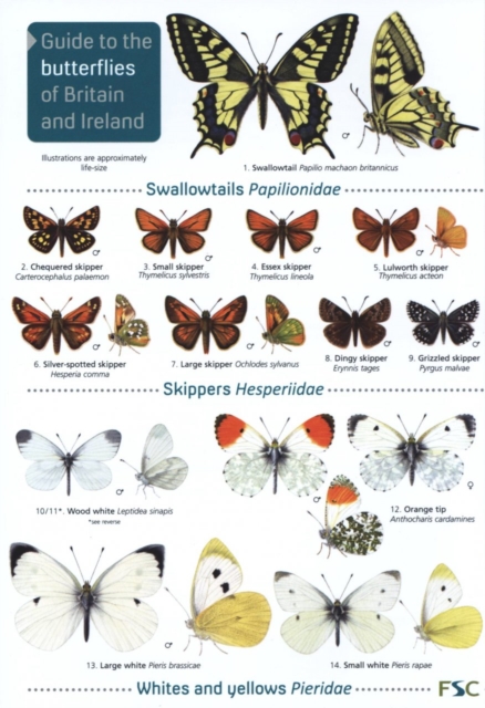 Guide to the butterflies of Britain and Ireland, Paperback / softback Book