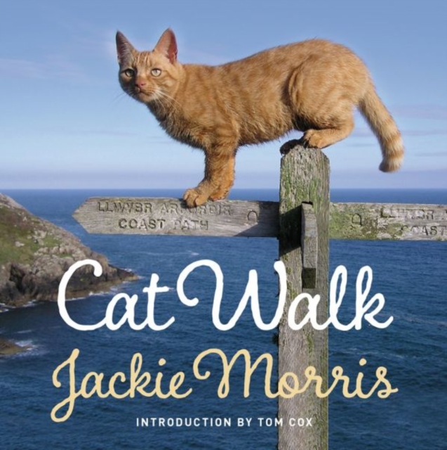 Cat Walk, Hardback Book