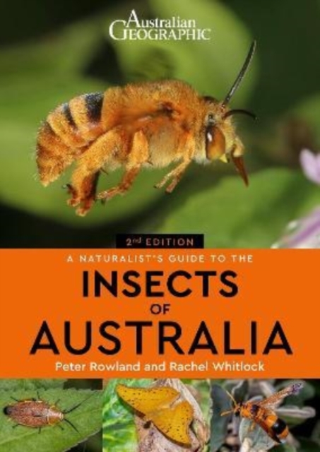 A Naturalist's Guide to the Insects of Australia, Paperback / softback Book
