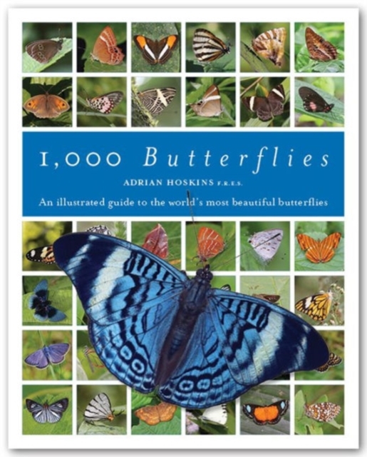 1000 Butterflies : An Illustrated Guide to the World's Most Beautiful Butterflies, Hardback Book