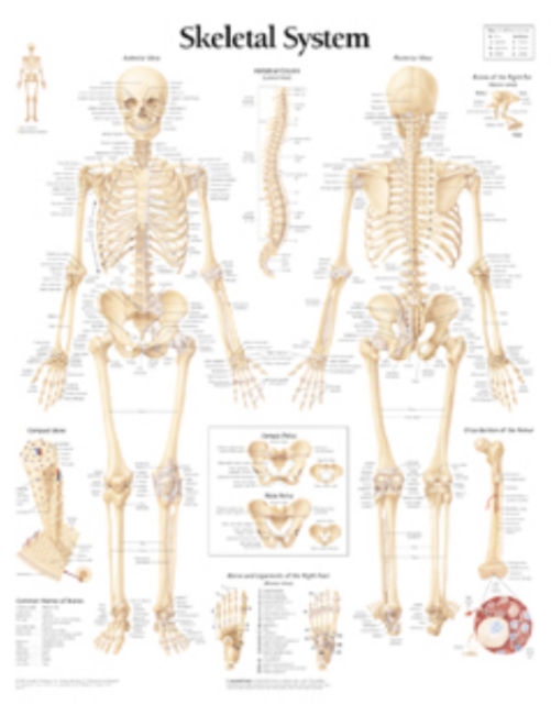 Skeletal System Paper Poster, Poster Book