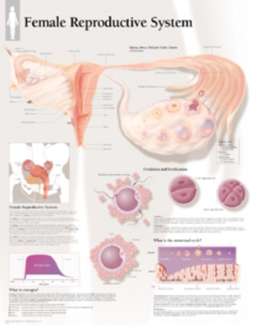 Female Reproductive System Laminated Poster, Poster Book